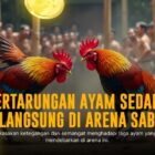 SV388: Platform Sabung Ayam Paling Dicari Di Indonesia