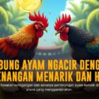 Keunggulan Sabung Ayam SV388: Pilihan Terbaik untuk Pecinta Adu Ayam