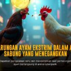 Mengenal Ayam Bangkok Sabung: Raja di Arena Tarung